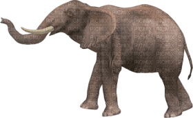 Kaz_Creations Elephant - gratis png