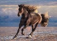 Cavallo libero - PNG gratuit