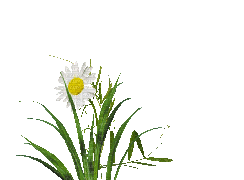 flowers milla1959 - Nemokamas animacinis gif