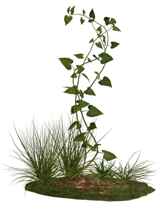 plant on the ground - ingyenes png