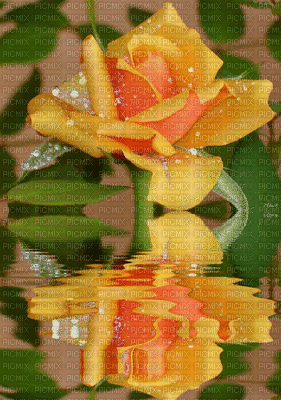 roses-Nitsa Papacon - GIF เคลื่อนไหวฟรี