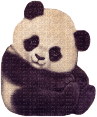 panda - bezmaksas png