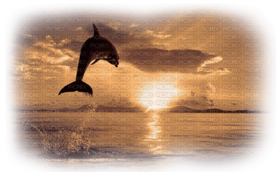 dolphin delphin dauphin sea meer mer ocean océan ozean water animals fish tube sunset fond background summer ete - Free PNG