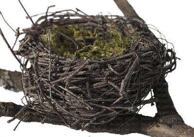 bird's nest, linnunpesä - zdarma png