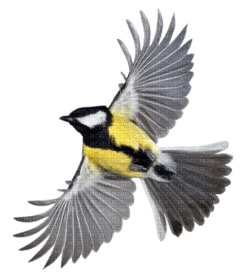 oiseaux ( - PNG gratuit