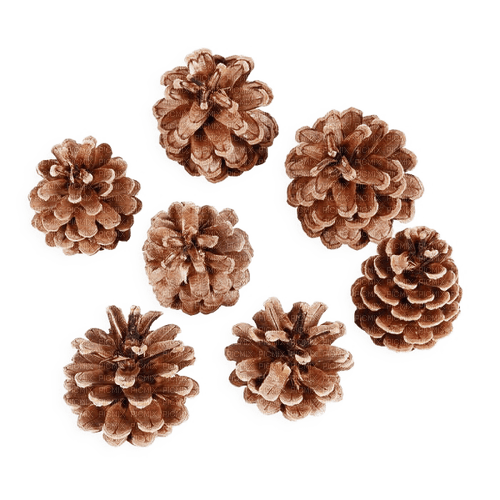 Pine Cones - Free PNG