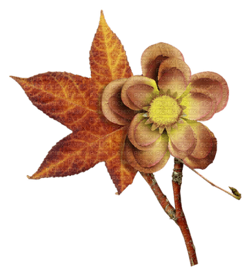 Kaz_Creations Deco Autumn Flowers Colours
