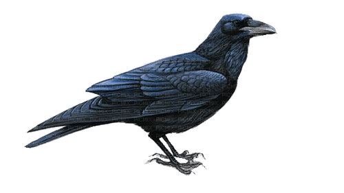 corbeau - ücretsiz png