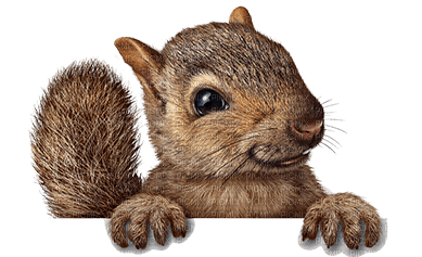 Salomelinda écureuil ! - png gratis