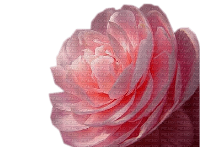 rose rose.Cheyenne63 - ücretsiz png