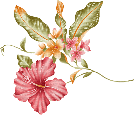 dolceluna pink asian flower - ücretsiz png