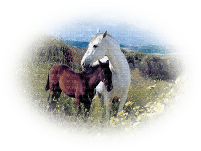 horse with foal bp - kostenlos png