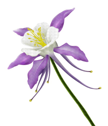 Flor color lila - kostenlos png