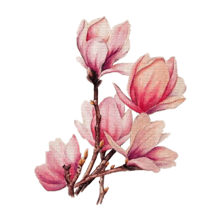magnolia  Bb2 - zadarmo png