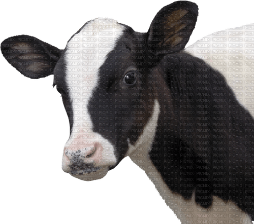 cow per request - ingyenes png
