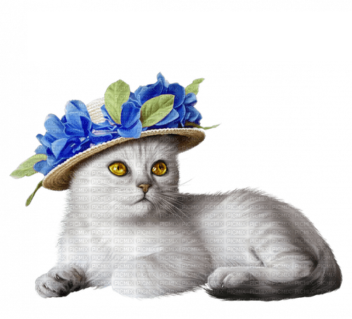 cat by nataliplus - zadarmo png
