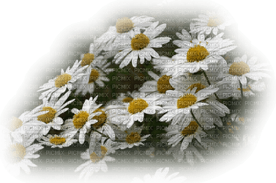 Kwiaty stokrotki tube - 免费PNG