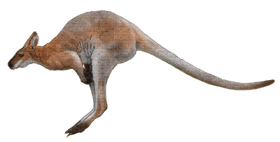 Australia animals bp - ilmainen png