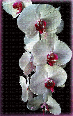 orchidée - GIF animé gratuit
