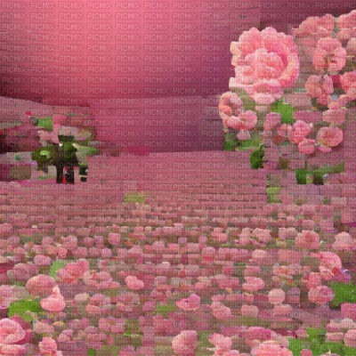 Pink Roses Field - ilmainen png