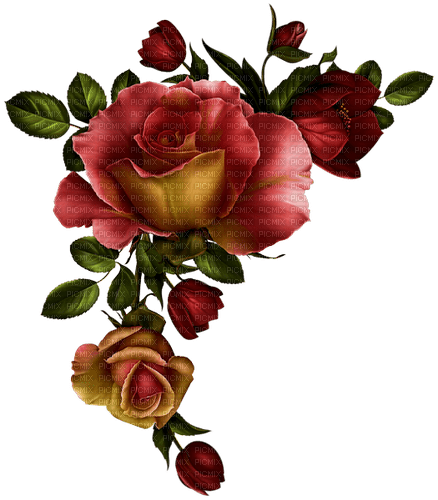 blomma--flower-red-röd - δωρεάν png