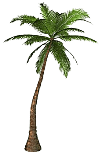 palm by nataliplus - ilmainen png