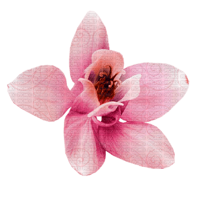 Kaz_Creations Deco Flower  Colours - png grátis