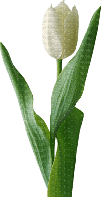 Kaz_Creations Deco Flowers Tulips Flower - безплатен png