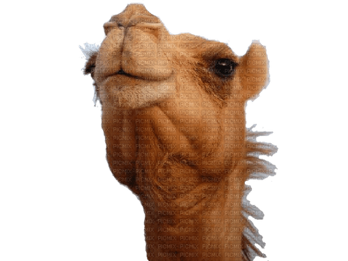 Kaz_Creations Animals-Animal-Camel - фрее пнг