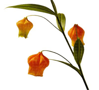 flores - zadarmo png