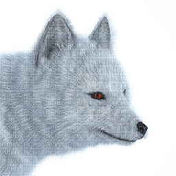 Kaz_Creations Arctic Fox - безплатен png