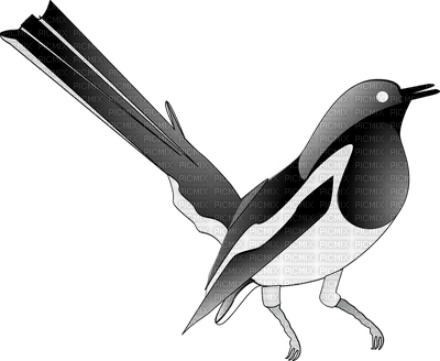 magpie - Free PNG