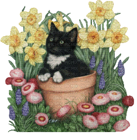 animated cat flowers - Bezmaksas animēts GIF
