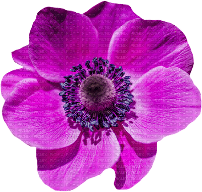 poppy flowers bp - zadarmo png