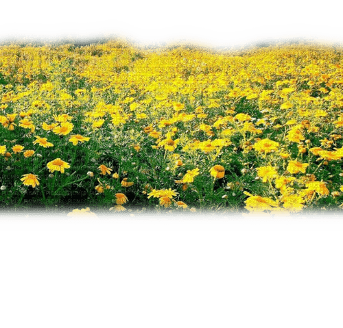 Rena Frühlingswiese Gelb Spring Flowers - png ฟรี