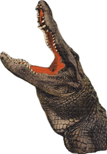 alligator - darmowe png