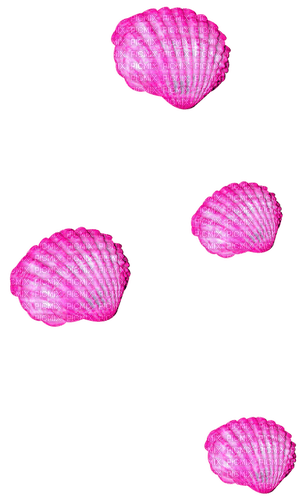 Seashells.Pink - ingyenes png