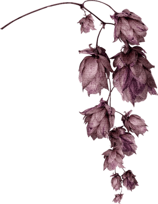 lila-blommor - nemokama png