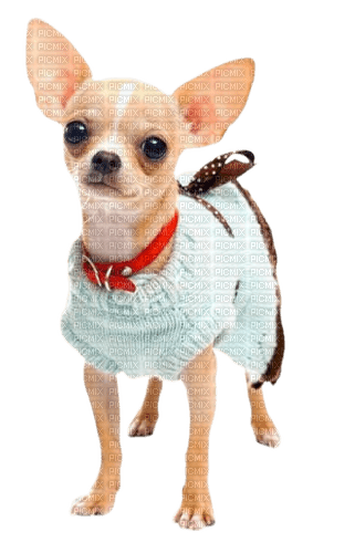 Chihuahua - zadarmo png