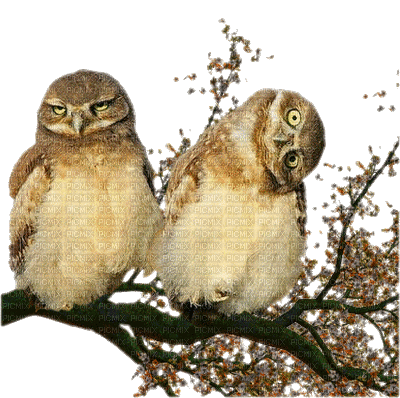 Kaz_Creations Owls Owl Birds Bird - GIF animé gratuit