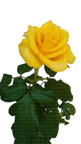 rose jaune - zdarma png