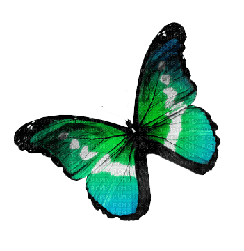 ✶ Butterfly {by Merishy} ✶ - gratis png