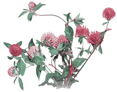 soave deco flowers vintage branch  pink teal - ücretsiz png
