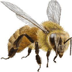 abeille - png gratis