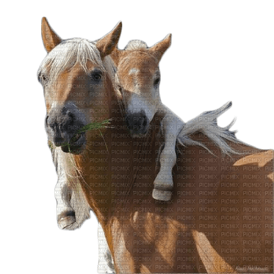 horse with foal bp - ingyenes png