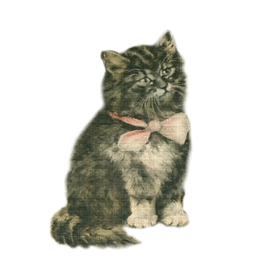 gato vintage  dubravka4 - PNG gratuit
