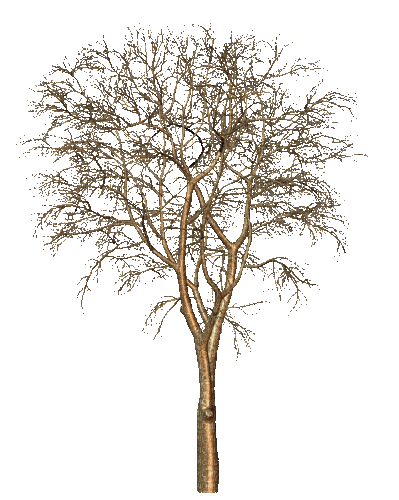 tree - Gratis geanimeerde GIF