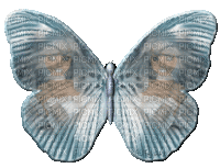 butterfly gif - Ingyenes animált GIF