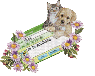 msn MSN chien et chat - Free animated GIF