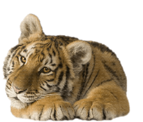 tigre - PNG gratuit